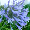 Landscape Plants>Roger's Gardens Agapanthus Africanus - Agapanthus - 5 Gallon