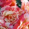 Roses>Roger's Gardens Alfred Sisley - 5 Gallon