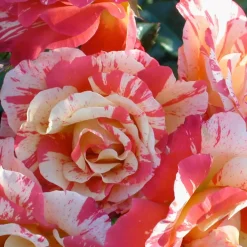 Roses>Roger's Gardens Alfred Sisley - 5 Gallon