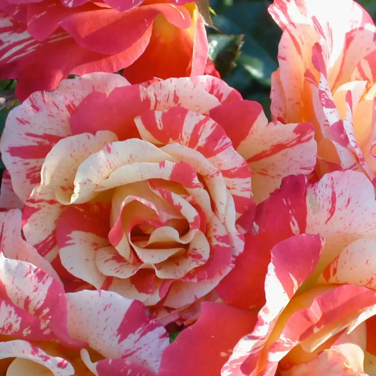 Roses>Roger's Gardens Alfred Sisley - 5 Gallon