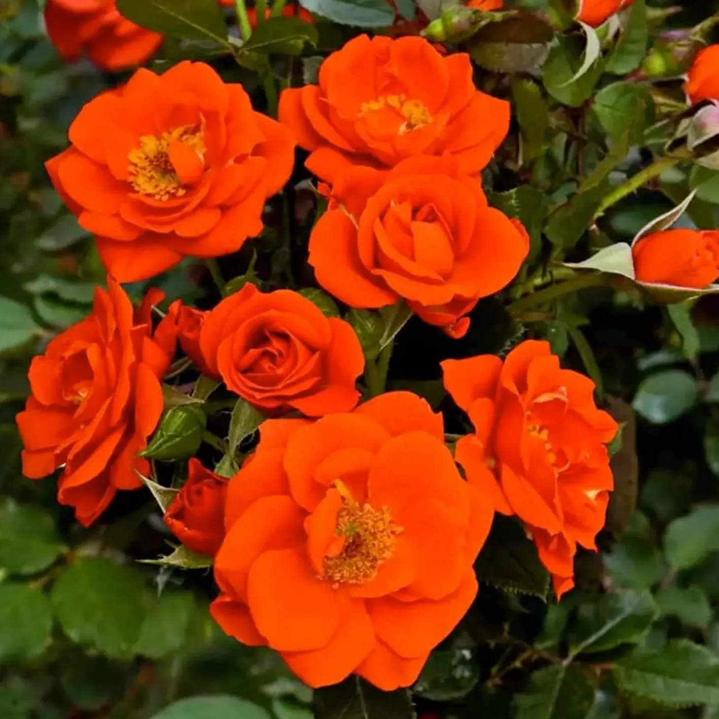 Roses>Roger's Gardens All A Twitter - 3 Gallon