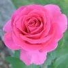 Roses>Roger's Gardens All My Loving - 5 Gallon