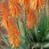 Landscape Plants>Roger's Gardens Aloe 'safari Orange' Pp - Safari Orange Aloe - 2 Gallon