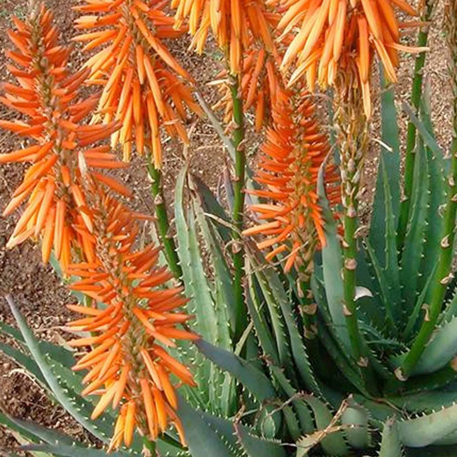 Landscape Plants>Roger's Gardens Aloe 'safari Orange' Pp - Safari Orange Aloe - 2 Gallon