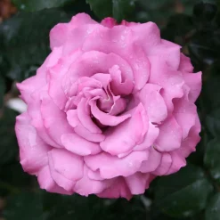 Roses>Roger's Gardens Angel Face - 5 Gallon
