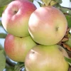 Fruit Trees>Roger's Gardens Apple 'Beverly Hills' - Semi-Dwarf - #5 Gallon