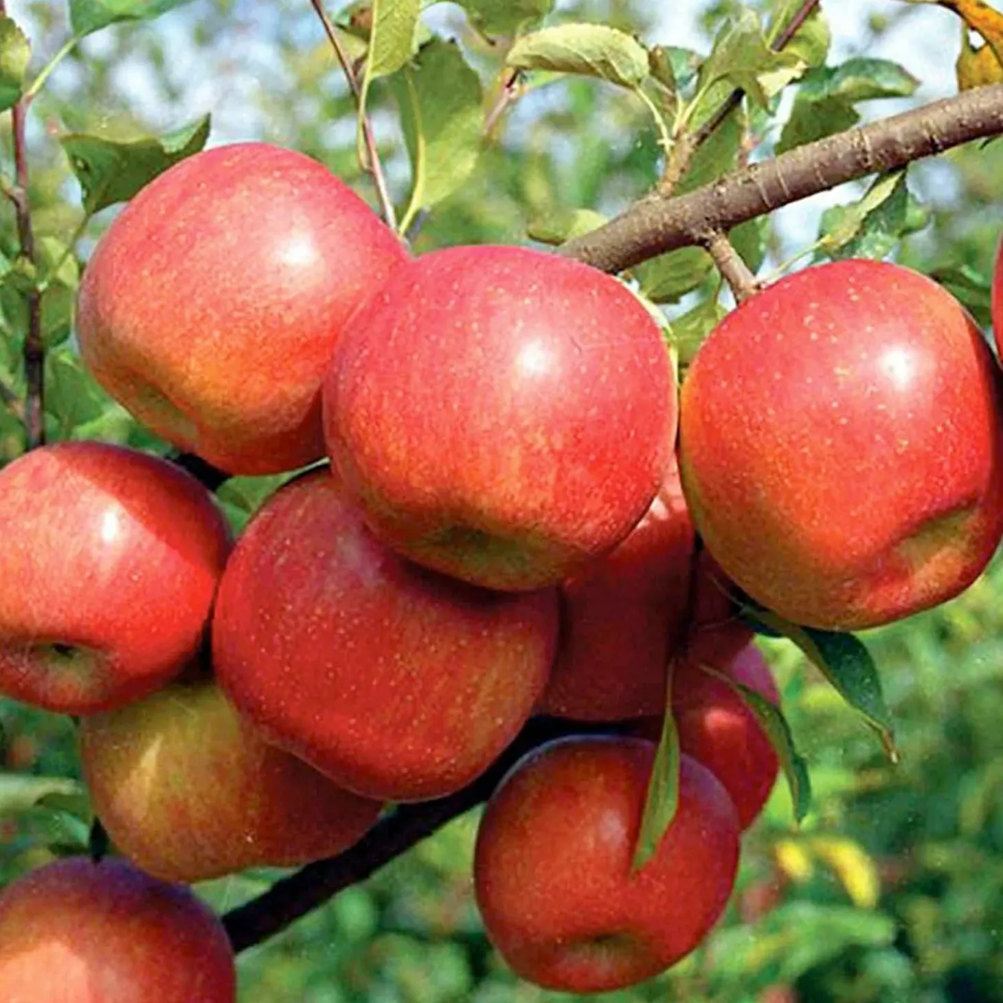 Fruit Trees>Roger's Gardens Apple 'Fuji' - Semi-Dwarf - 24" Box