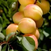 Fruit Trees>Roger's Gardens Apricot 'Katy' - Std.Root - #15 Gallon