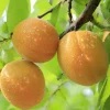 Fruit Trees>Roger's Gardens Apricot 'Moorpark' - Semi-Dwarf - #5 Gallon