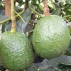 Fruit Trees>Roger's Gardens Avocado 'Carmen-Hass' - #5 Gallon