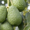 Fruit Trees>Roger's Gardens Avocado 'Lamb Hass' - #5 Gallon