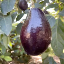 Fruit Trees>Roger's Gardens Avocado 'Mexicola' - #5 Gallon