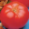 Tomatoes>Roger's Gardens Beefmaster - 4" Pot
