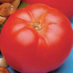 Tomatoes>Roger's Gardens Beefmaster - 4" Pot