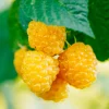 Fruit Trees>Roger's Gardens Berry Raspberry Amber 'Anne' - #2 Gallon