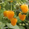 Fruit Trees>Roger's Gardens Berry Raspberry Amber 'Fall Gold' - #2 Gallon