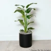 Indoor Plants>Roger's Gardens Bird Of Paradise - Strelitzia Nicolai - 10In