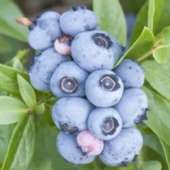 Fruit Trees>Roger's Gardens Blueberry 'Emerald' - #2 Gallon