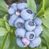 Fruit Trees>Roger's Gardens Blueberry 'Emerald' - #5 Gallon