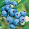 Fruit Trees>Roger's Gardens Blueberry 'Jubilee' - #15 Gallon