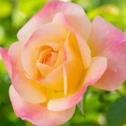 Roses>Roger's Gardens Bright & Shinny - 5 Gallon