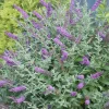 Landscape Plants>Roger's Gardens Buddleja 'Miss Violet' Pp - Miss Violet Butterfly Bush - 5 Gallon