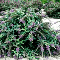Landscape Plants>Roger's Gardens Buddleja 'Purple Haze'® Pp - Lo & Behold Purple Haze Butterfly Bush - 2 Gallon