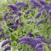 Landscape Plants>Roger's Gardens Buddleja 'True Blue' Pp - Butterfly Bush - 2 Gallon