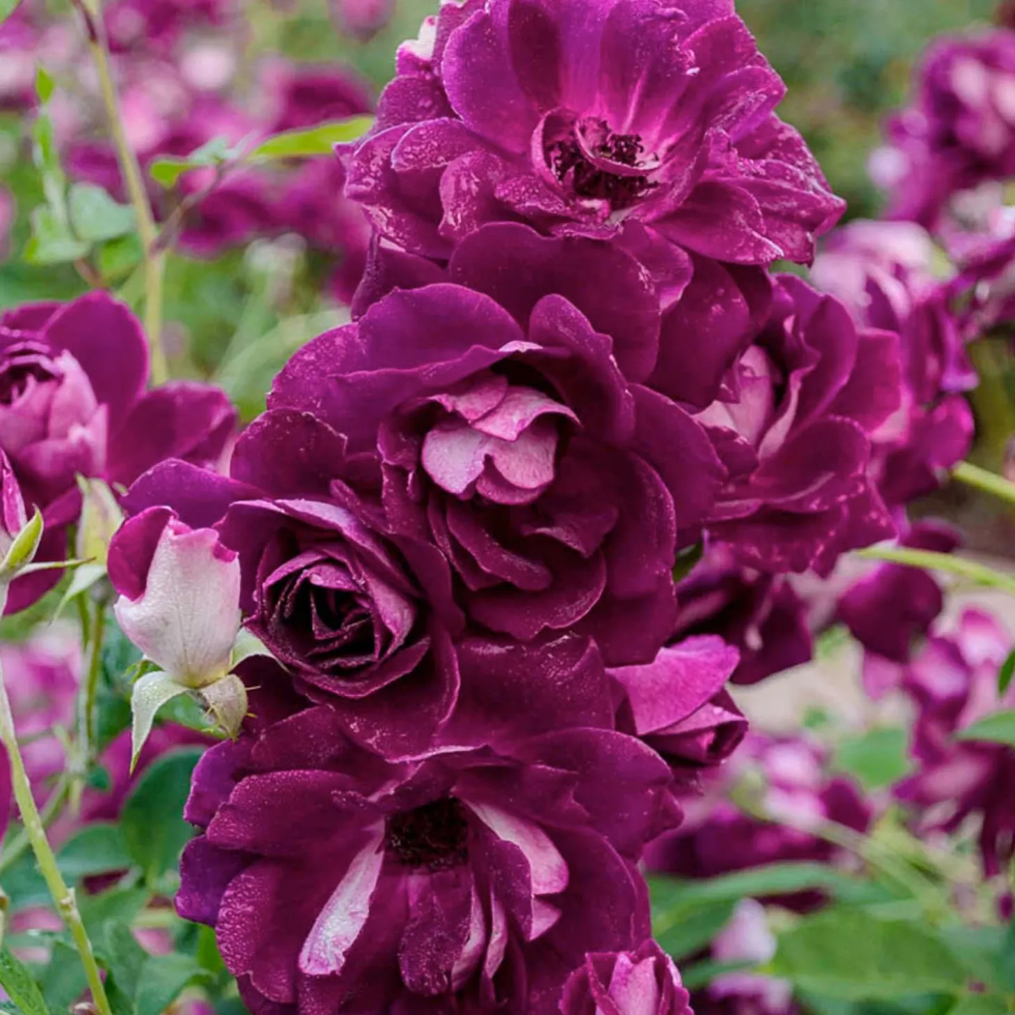 Roses>Roger's Gardens Burgundy Iceberg - 5 Gallon