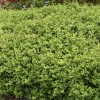 Landscape Plants>Roger's Gardens Buxus 'Green Beauty' - Green Beauty Boxwood - 2 Gallon