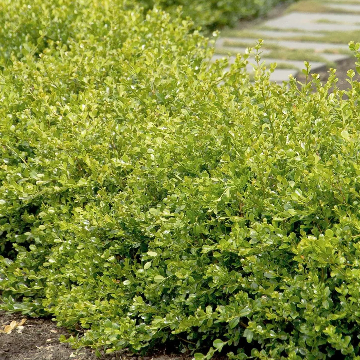 Landscape Plants>Roger's Gardens Buxus 'Winter Gem' - Winter Gem Boxwood - 5 Gallon