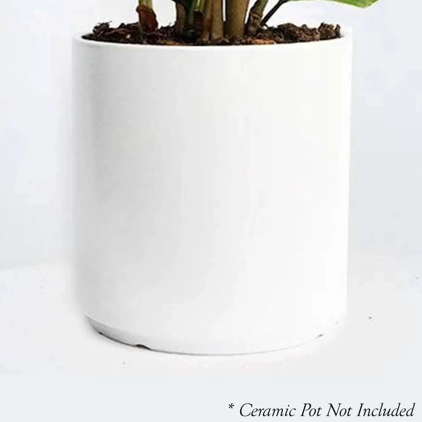 Indoor Plants>Roger's Gardens Calathea Orbifolia - 4In