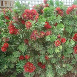 Landscape Plants>Roger's Gardens Callistemon 'Little John' - Little John Dwarf Bottlebrush - 2 Gallon