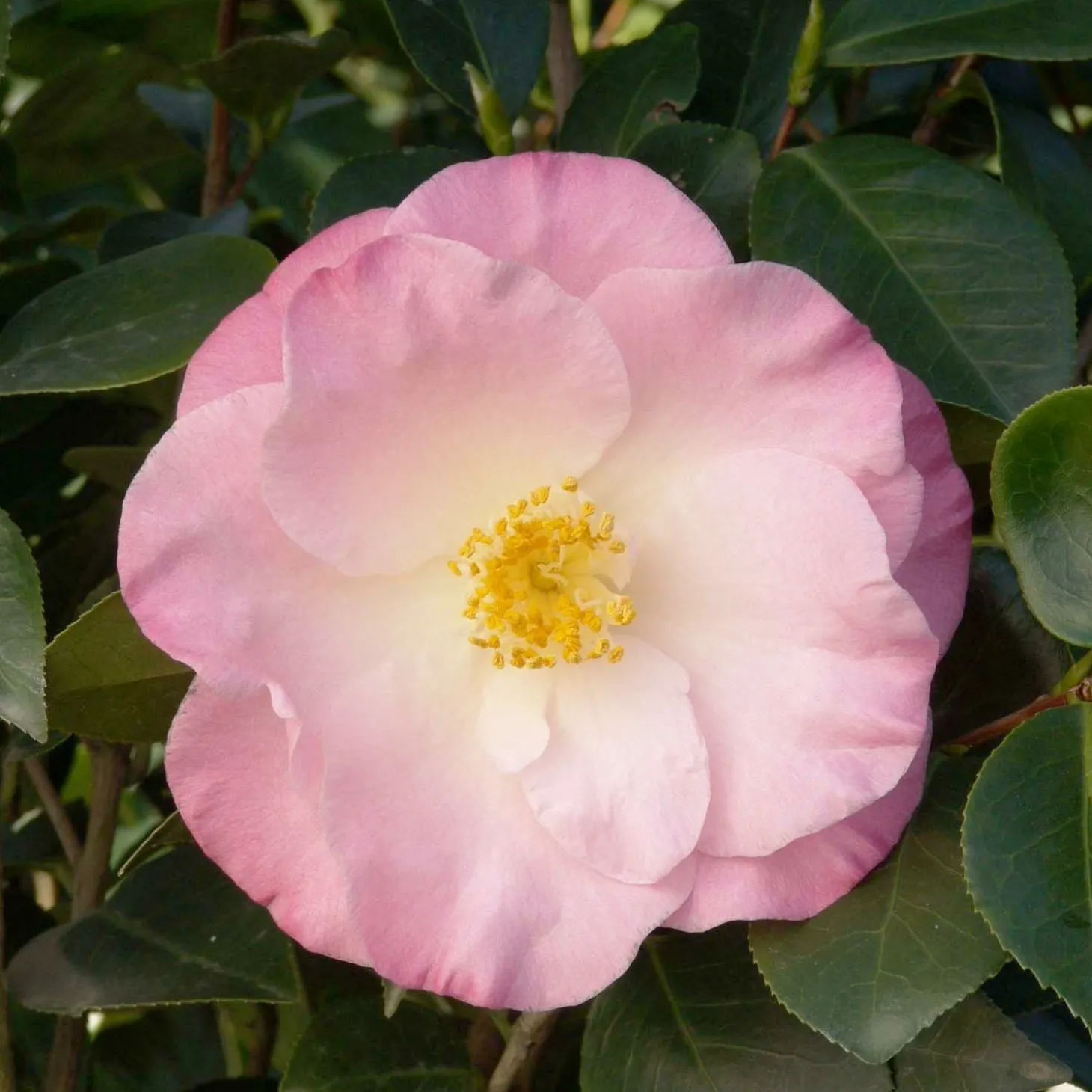 Landscape Plants>Roger's Gardens Camellia 'April Remembered'® - April Remembered Ice Angels Camellia - 5 Gallon