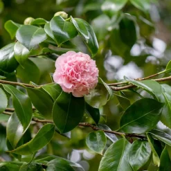Landscape Plants>Roger's Gardens Camellia Japonica 'Debutante' - Debutante Camellia - 2 Gallon