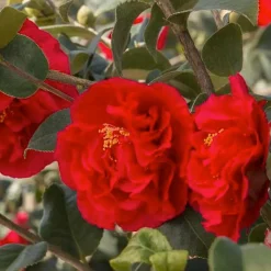 Landscape Plants>Roger's Gardens Camellia 'Kramer's Supreme' - Kramer's Supreme Camellia - 5 Gallon