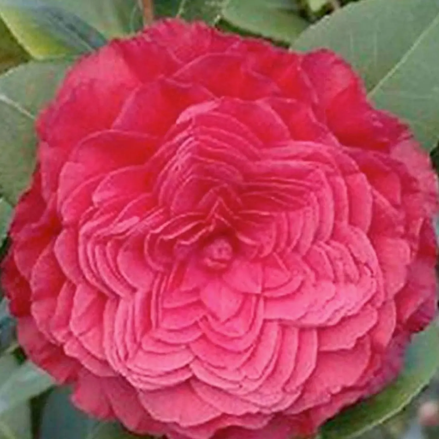Landscape Plants>Roger's Gardens Camellia 'Nuccio's Bella Rosa' - Nuccio's Bella Rossa Camellia - 5 Gallon