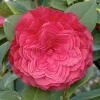 Landscape Plants>Roger's Gardens Camellia 'Nuccio's Bella Rossa - Nuccio's Bella Rossa Camellia - 2 Gallon