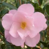 Landscape Plants>Roger's Gardens Camellia 'Taylor's Perfection' - Taylor's Perfection Camellia - 5 Gallon