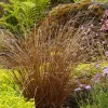 Landscape Plants>Roger's Gardens Carex Buchananii - Fox Red Curly Sedge - 1 Gallon