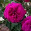 Roses>Roger's Gardens Celestial Night - 5 Gallon