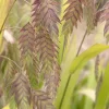 Landscape Plants>Roger's Gardens Chasmanthium Latifolium - Northern Sea Oats - 1 Gallon