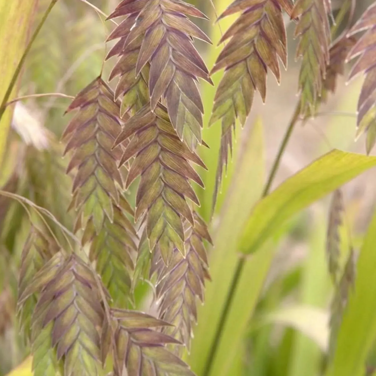 Landscape Plants>Roger's Gardens Chasmanthium Latifolium - Northern Sea Oats - 1 Gallon