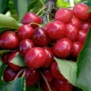 Fruit Trees>Roger's Gardens Cherry 'Bing' - Semi-Dwarf - #5 Gallon