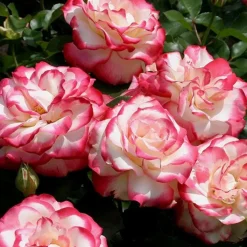 Roses>Roger's Gardens Cherry Parfait - 5 Gallon
