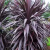 Landscape Plants>Roger's Gardens Cordyline 'Burgundy Spire' Pp - Burgundy Spire Dracaena Palm - 5 Gallon
