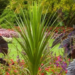 Landscape Plants>Roger's Gardens Cordyline Indivisa - Blue Dracaena Palm - 1 Gallon