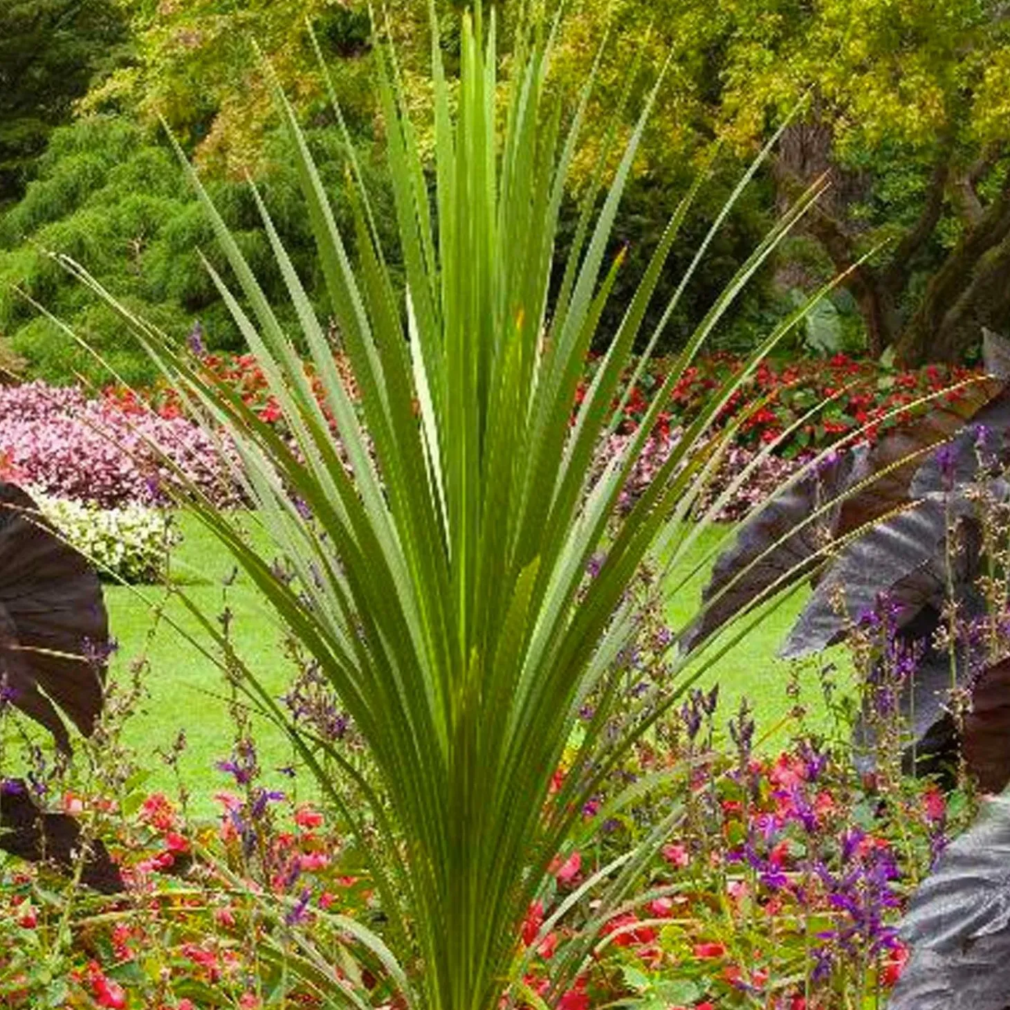 Landscape Plants>Roger's Gardens Cordyline Indivisa - Blue Dracaena Palm - 1 Gallon