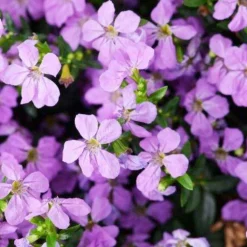 Hummingbird Plants>Roger's Gardens Cuphea 'Floriglory Sofia'