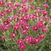 Landscape Plants>Roger's Gardens Dianthus 'Delilah Plum Magenta'™ - Delilah Bicolor Magenta Dianthus - Petite - 5